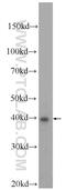 BRMS1 Like Transcriptional Repressor antibody, 23989-1-AP, Proteintech Group, Western Blot image 