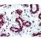 Heterogeneous Nuclear Ribonucleoprotein C (C1/C2) antibody, IQ270, Immuquest, Immunocytochemistry image 