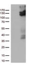Transient Receptor Potential Cation Channel Subfamily V Member 2 antibody, CF813002, Origene, Western Blot image 