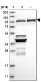 Nuclear valosin-containing protein-like antibody, NBP2-37862, Novus Biologicals, Western Blot image 