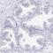 Epstein-Barr Virus Induced 3 antibody, HPA046635, Atlas Antibodies, Immunohistochemistry paraffin image 