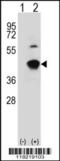 Glycine C-Acetyltransferase antibody, 62-951, ProSci, Western Blot image 