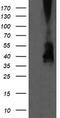 Mitogen-Activated Protein Kinase Kinase 3 antibody, CF505631, Origene, Western Blot image 
