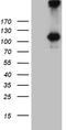 Interleukin 20 Receptor Subunit Alpha antibody, TA811647S, Origene, Western Blot image 