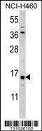 Histone H3.1t antibody, 56-287, ProSci, Western Blot image 