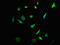 Keratin 76 antibody, CSB-PA012570LA01HU, Cusabio, Immunofluorescence image 