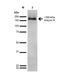 Ankyrin-1 antibody, NBP2-59315, Novus Biologicals, Western Blot image 