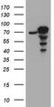 Coiled-Coil Domain Containing 93 antibody, CF800470, Origene, Western Blot image 