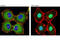 p65 antibody, 8242S, Cell Signaling Technology, Immunocytochemistry image 