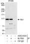 RB Transcriptional Corepressor 1 antibody, A302-432A, Bethyl Labs, Immunoprecipitation image 