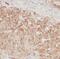 Cell division control protein 6 homolog antibody, FNab01536, FineTest, Immunohistochemistry frozen image 