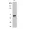 CRK Proto-Oncogene, Adaptor Protein antibody, LS-C381120, Lifespan Biosciences, Western Blot image 
