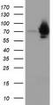 Heat Shock Protein Family A (Hsp70) Member 6 antibody, TA501839S, Origene, Western Blot image 