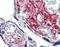 Golgi Glycoprotein 1 antibody, TA316780, Origene, Immunohistochemistry paraffin image 