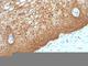 Keratin 14 antibody, V2668-100UG, NSJ Bioreagents, Flow Cytometry image 