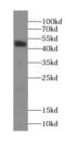 Coiled-Coil Domain Containing 183 antibody, FNab04548, FineTest, Western Blot image 