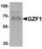 GDNF Inducible Zinc Finger Protein 1 antibody, LS-B8817, Lifespan Biosciences, Western Blot image 