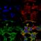 Protein Tyrosine Phosphatase Receptor Type F antibody, SMC-443D-ALP, StressMarq, Immunofluorescence image 
