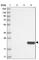 C-Type Lectin Domain Family 3 Member B antibody, HPA034794, Atlas Antibodies, Western Blot image 