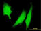 Protein Kinase AMP-Activated Catalytic Subunit Alpha 2 antibody, LS-C197983, Lifespan Biosciences, Immunofluorescence image 