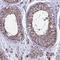 Cytochrome b-c1 complex subunit Rieske, mitochondrial antibody, HPA041863, Atlas Antibodies, Immunohistochemistry paraffin image 
