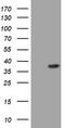 Phosphatidylinositol-4-phosphate 3-kinase C2 domain-containing subunit alpha antibody, TA801653AM, Origene, Western Blot image 