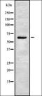 CTNNBL1 antibody, orb336866, Biorbyt, Western Blot image 