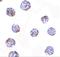  antibody, GTX85022, GeneTex, Immunocytochemistry image 