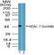 Histone Deacetylase 7 antibody, NBP2-03979, Novus Biologicals, Western Blot image 