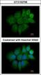 Keratin 2 antibody, GTX102758, GeneTex, Immunofluorescence image 