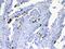 Mucin 2, Oligomeric Mucus/Gel-Forming antibody, PA5-79702, Invitrogen Antibodies, Immunohistochemistry frozen image 