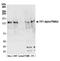 Tripartite Motif Containing 24 antibody, A300-815A, Bethyl Labs, Western Blot image 