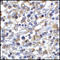 BB1 antibody, TA355076, Origene, Immunohistochemistry paraffin image 