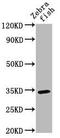 Serum deprivation-response protein antibody, orb518120, Biorbyt, Western Blot image 