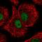 DNA damage-binding protein 1 antibody, HPA068456, Atlas Antibodies, Immunocytochemistry image 