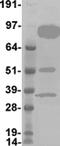 F-box/WD repeat-containing protein 7 antibody, TA802883S, Origene, Western Blot image 