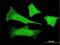 F-Box Protein 4 antibody, H00026272-M02, Novus Biologicals, Immunofluorescence image 