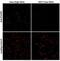 Phospholipase A2 Receptor 1 antibody, NBP2-52933, Novus Biologicals, Immunofluorescence image 