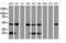 Acyl-CoA Dehydrogenase Short Chain antibody, LS-C175288, Lifespan Biosciences, Western Blot image 