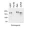 MER Proto-Oncogene, Tyrosine Kinase antibody, IQ341, Immuquest, Western Blot image 