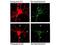 Neuronal Calcium Sensor 1 antibody, NBP1-78006, Novus Biologicals, Immunofluorescence image 
