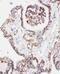 Peroxiredoxin 5 antibody, PA1838, Boster Biological Technology, Immunohistochemistry frozen image 