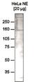 Remodeling And Spacing Factor 1 antibody, MA5-23509, Invitrogen Antibodies, Western Blot image 