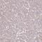 Prominin-2 antibody, HPA063728, Atlas Antibodies, Immunohistochemistry paraffin image 