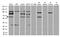 E3 ubiquitin-protein ligase RNF168 antibody, TA890051S, Origene, Western Blot image 