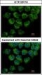 Cytoplasmic dynein 1 light intermediate chain 1 antibody, GTX120114, GeneTex, Immunofluorescence image 