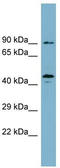 WD repeat domain phosphoinositide-interacting protein 1 antibody, TA344945, Origene, Western Blot image 