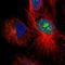 Nebulette antibody, NBP1-86463, Novus Biologicals, Immunofluorescence image 