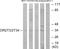 Olfactory Receptor Family 2 Subfamily T Member 3 antibody, PA5-38224, Invitrogen Antibodies, Western Blot image 