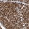 Ribosomal Protein L32 antibody, NBP2-48874, Novus Biologicals, Immunohistochemistry frozen image 